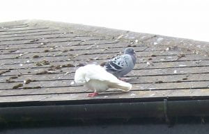 Pigeon roof