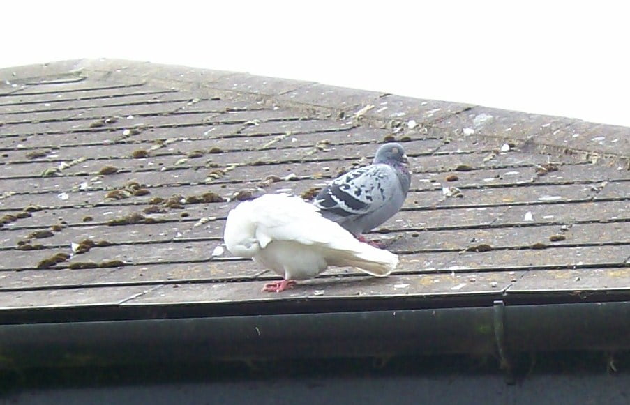 Pigeons poop on dirty roof