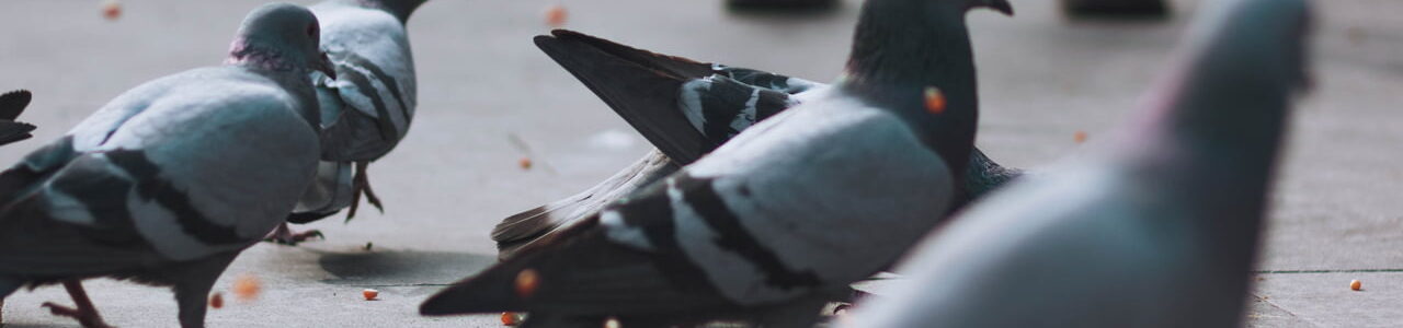 Pigeon, Bird and Pest Control Facility Management & Property Services