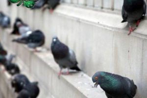 Pigeon eradication